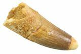 Juvenile Fossil Spinosaurus Tooth - Real Dinosaur Tooth #354830-1
